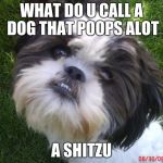 shitzu | WHAT DO U CALL A DOG THAT POOPS ALOT; A SHITZU | image tagged in shitzu | made w/ Imgflip meme maker