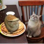 pancakerabbit