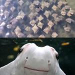 Sting Rays meme