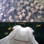 Apparently, a Flock of Stingrays is Called a "Fever" | WE'VE GOT; STING FEVER!!! | image tagged in sting rays,bad puns,funny,animals,memes | made w/ Imgflip meme maker