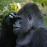 Gorilla Scratching Head