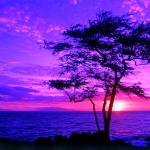 Purple sunset tree meme