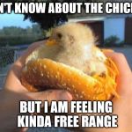 pecking order | DON'T KNOW ABOUT THE CHICKEN; BUT I AM FEELING KINDA FREE RANGE | image tagged in mcchicken mcpollo pollo chicken hamburguer hamburguesa | made w/ Imgflip meme maker