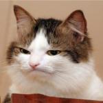 Disapprove Cat