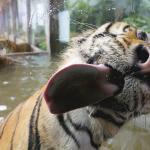 Tiger Licking Glass