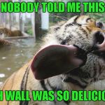 There must be a juicy human on the other side. | NOBODY TOLD ME THIS; 4TH WALL WAS SO DELICIOUS | image tagged in tiger licking glass,memes,funny animals,animals,funny tiger,tigers | made w/ Imgflip meme maker