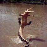 Alligator  meme