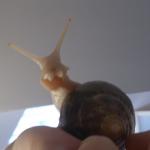 Pear the snail meme