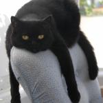 Black Cat Draped on Chair