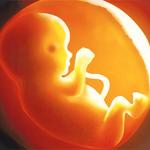 unborn child