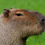 Anonymous Capybara meme