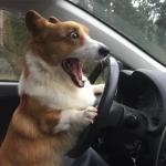 Surprised Driving Dog