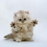 Cute kitten with claws