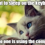 Furred World Problems | I want to sleep on the keyboard But no one is using the computer | image tagged in memes,first world problems cat,furred world problems,trhtimmy | made w/ Imgflip meme maker