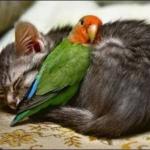 Parrot versus cat