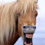 Horse Face | HELLO; I'M TINA LESTER | image tagged in horse face | made w/ Imgflip meme maker