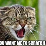 Do You Want Me To Scratch You? | DO YOU WANT ME TO SCRATCH YOU? | image tagged in angry cat,memes,animal meme,funny,cat,tabby cat | made w/ Imgflip meme maker