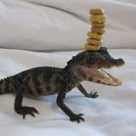 Baby Alligator with Cherios on its head meme