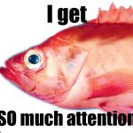 Red Herring | I get; SO much attention | image tagged in red herring | made w/ Imgflip meme maker