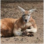 kangaroo-muscle-arms