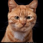 Frustrated Cat | SCIENCE STILL CAN'T TELLUS WHY CATS PURR; THEY ALWAYS STOP WHEN WE CUT THEM OPEN | image tagged in frustrated cat | made w/ Imgflip meme maker