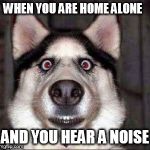 shocked dog | WHEN YOU ARE HOME ALONE; AND YOU HEAR A NOISE | image tagged in shocked dog | made w/ Imgflip meme maker