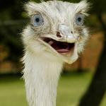 Ostrich Crazy Eyes