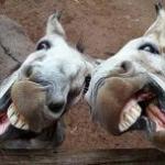 Two asses