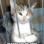catjail | OUR NEW OFFICE; PLEASE LET US OUT! WE PROMISE TO BE GOOD! | image tagged in catjail | made w/ Imgflip meme maker