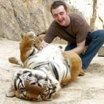 Petting A Tiger