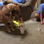 Alcoholic Dog