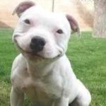 Smiling Pitbull