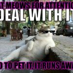 Deal with it cat | CAT MEOWS FOR ATTENTION GO TO PET IT, IT RUNS AWAY | image tagged in deal with it cat | made w/ Imgflip meme maker