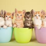 Kittens in Mugs for Coffee meme