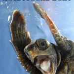 Happy Turtle | GUYZ I FOUND DORY | image tagged in happy turtle | made w/ Imgflip meme maker