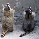 raccoon praying 2
