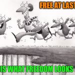 Brexit Broke it | FREE AT LAST; IS THIS WHAT FREEDOM LOOKS LIKE? | image tagged in lemmings,brexit,farage,bojo,ukxit | made w/ Imgflip meme maker