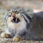 angry cat