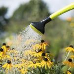 Watering plants