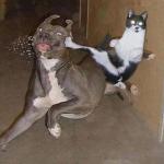 Kung fu cat