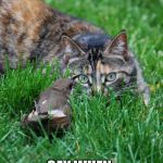 The duel between feather and claw | OK JOHNNY RINGO; SAY WHEN | image tagged in cat and bird,memes | made w/ Imgflip meme maker