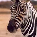 Confused Zebra | UM... I CAN'T TELL IF THIS IS RACIST OR NOT | image tagged in confused zebra | made w/ Imgflip meme maker