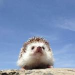 Hedgehog meme