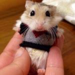 Hampster in sweater