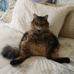 Fat cat | HELLO LADIES, MY NAME IS SANCHO; LET ME MAKE ALL YOUR FANTASIES COME TRUE | image tagged in fat cat | made w/ Imgflip meme maker