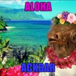 In Hawaii | ALOHA; ACKBAR | image tagged in in hawaii | made w/ Imgflip meme maker