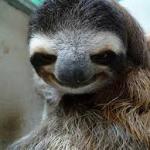 Creepy sloth meme