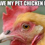 muahahahahahahahahahahaha | I GAVE MY PET CHICKEN KFC | image tagged in sad chicken,first world problems,chicken,disaster girl,kfc | made w/ Imgflip meme maker