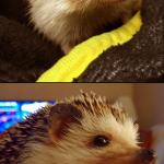 Corny Joke Hedgehog
