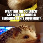 Corny Joke Hedgehog | WHAT DID THE SCIENTIST SAY WHEN HE FOUND A HEDGEHOG IN HIS EQUIPMENT? "THERE APPEARS TO BE SOME SPIKES IN THESE READINGS" | image tagged in corny joke hedgehog | made w/ Imgflip meme maker